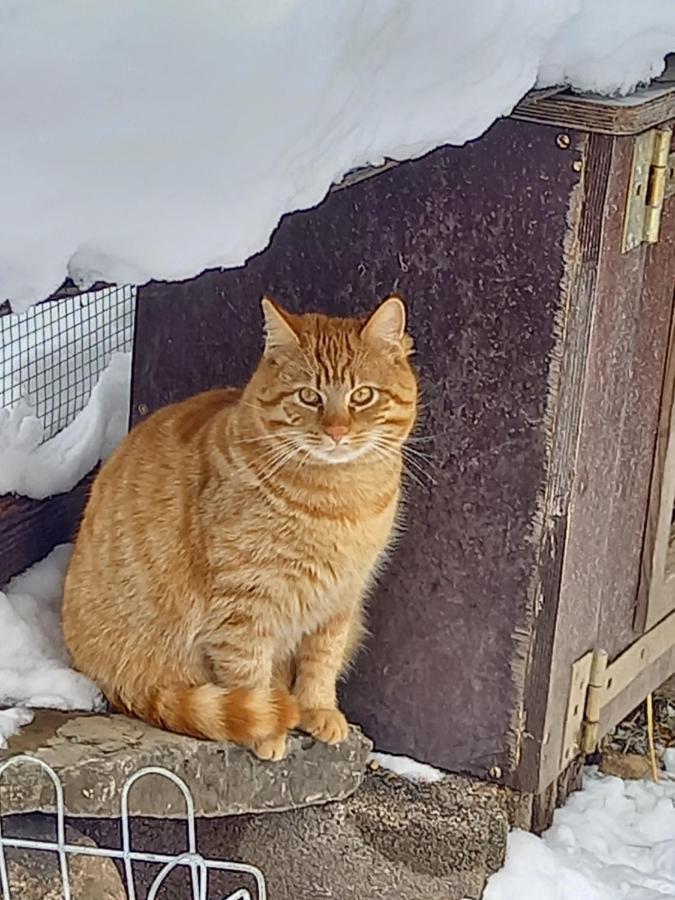 Ferienwohnungen Weberbauer Sankt Martin bei Lofer Exterior foto